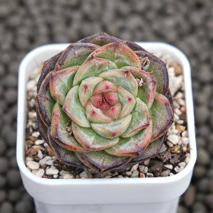 Echeveria Black Orange Succulent Plant
