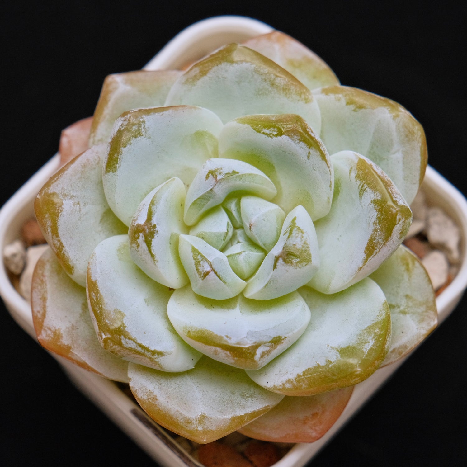 Echeveria Ice Green Korean Succulent Plant