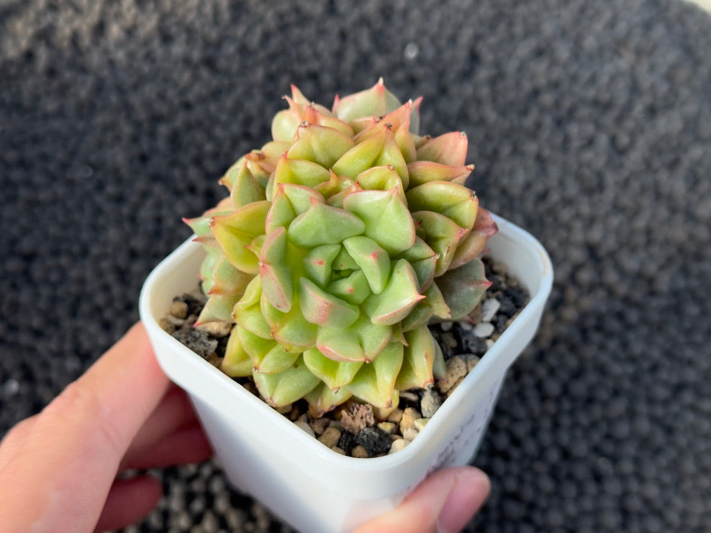 Echeveria Tesla Imported Succulent Plant