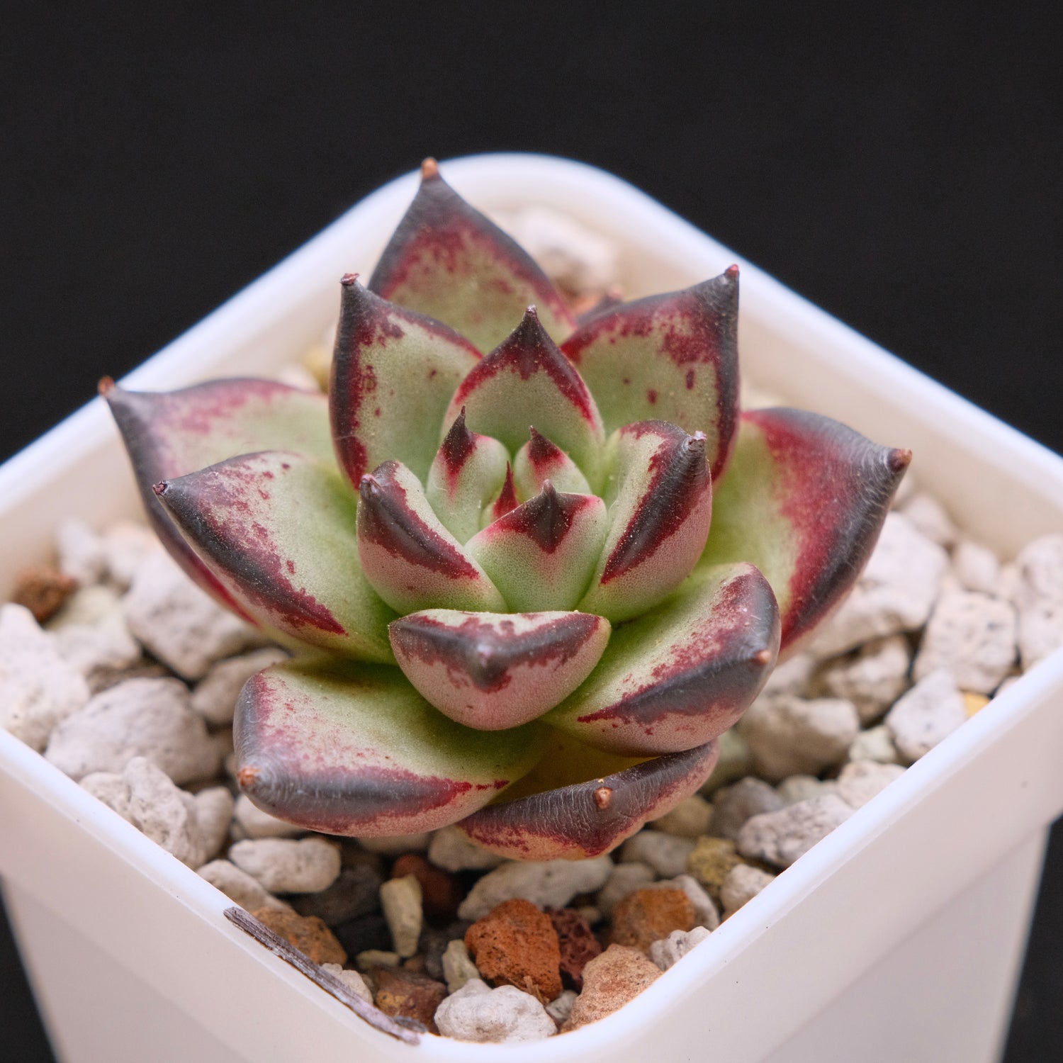 Echeveria agavoides Ebony Imported Succulent Plant
