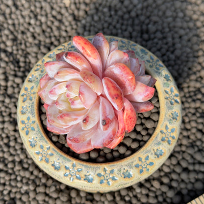 Double Echeveria Monroe Imported Succulent Plant