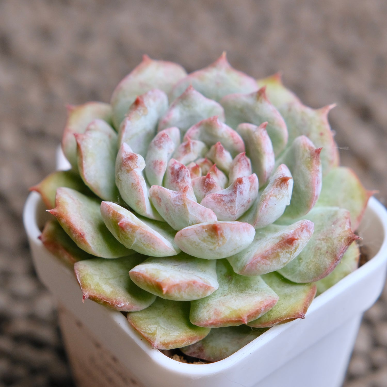 Echeveria Cherry Blossom (changhee hybrid) Korean Succulent Plant - C