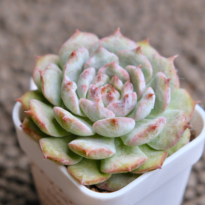 Echeveria Cherry Blossom (changhee hybrid) Korean Succulent Plant - C