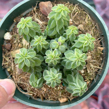 Peperomia columella Succulent Plant