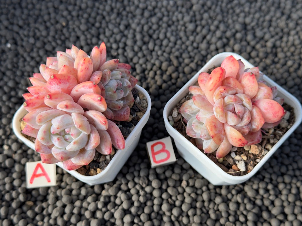 Echeveria Monroe cluster Imported Succulent Plant