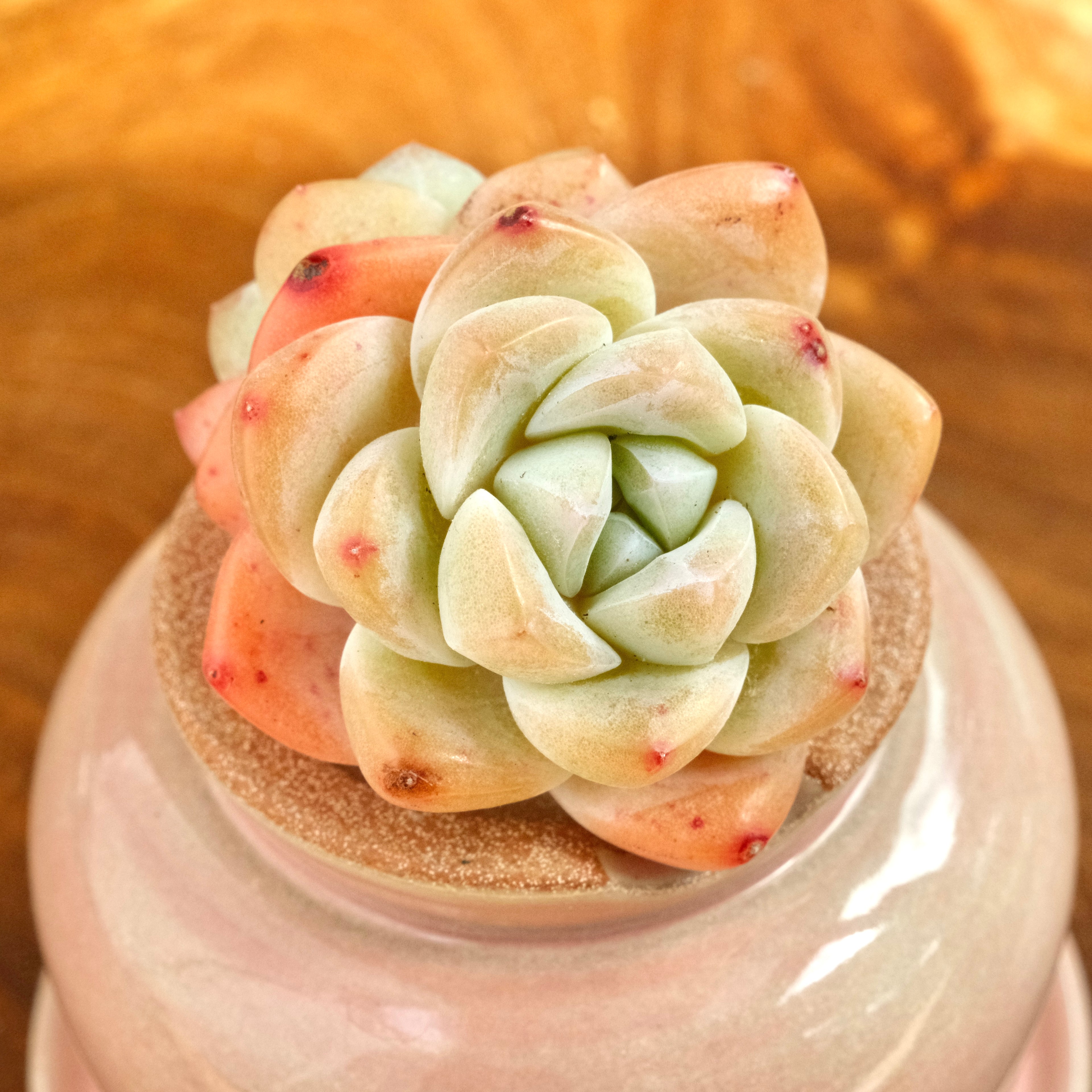 Echeveria Ice Green double Imported Succulent Plant