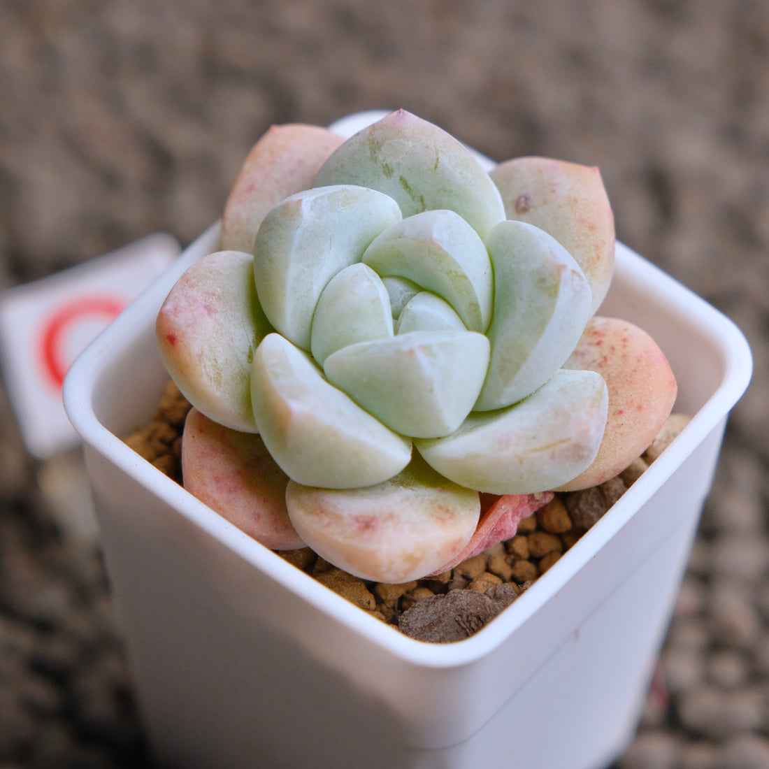 Echeveria Ice Green Imported Succulent Plant - C