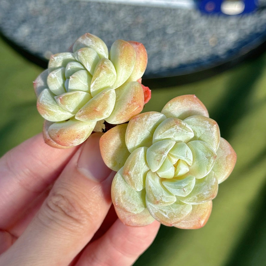 Echeveria Ice Green Succulent Plant A