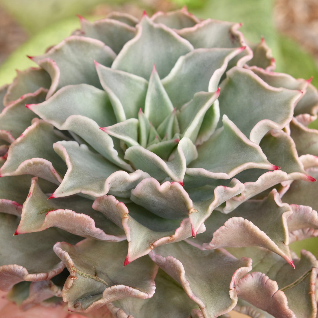 Huge Echeveria Madiba Korean Succulent Plant