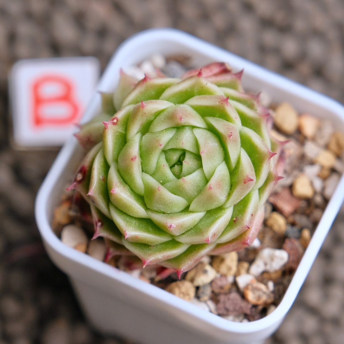Echeveria JingZhe Imported Succulent Plant - B