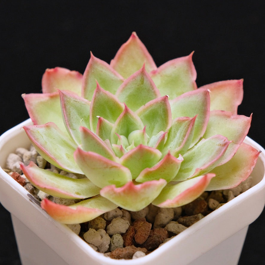 Echeveria Magic Savannah Korean Succulent Plant Air Magic Hybrid