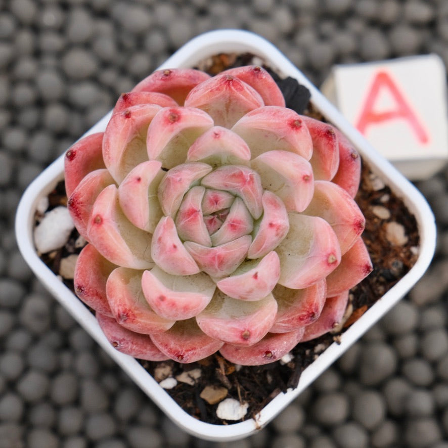 Echeveria Incredible Korean Succulent Plant Hwaga Hybrid
