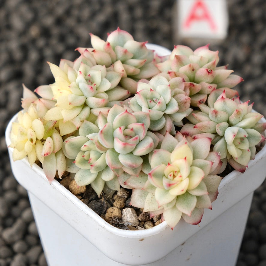 Variegated Echeveria Mebina Imported Succulent Plant