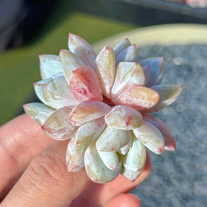 Echeveria Trumso Succulent Plant C