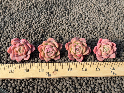 Echeveria Organic Purple Korean Succulent Plant