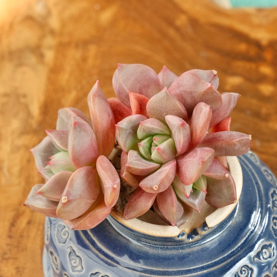 Echeveria Vasilisa cluster Korean Succulent Plant