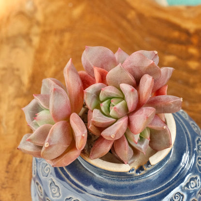 Echeveria Vasilisa cluster Korean Succulent Plant