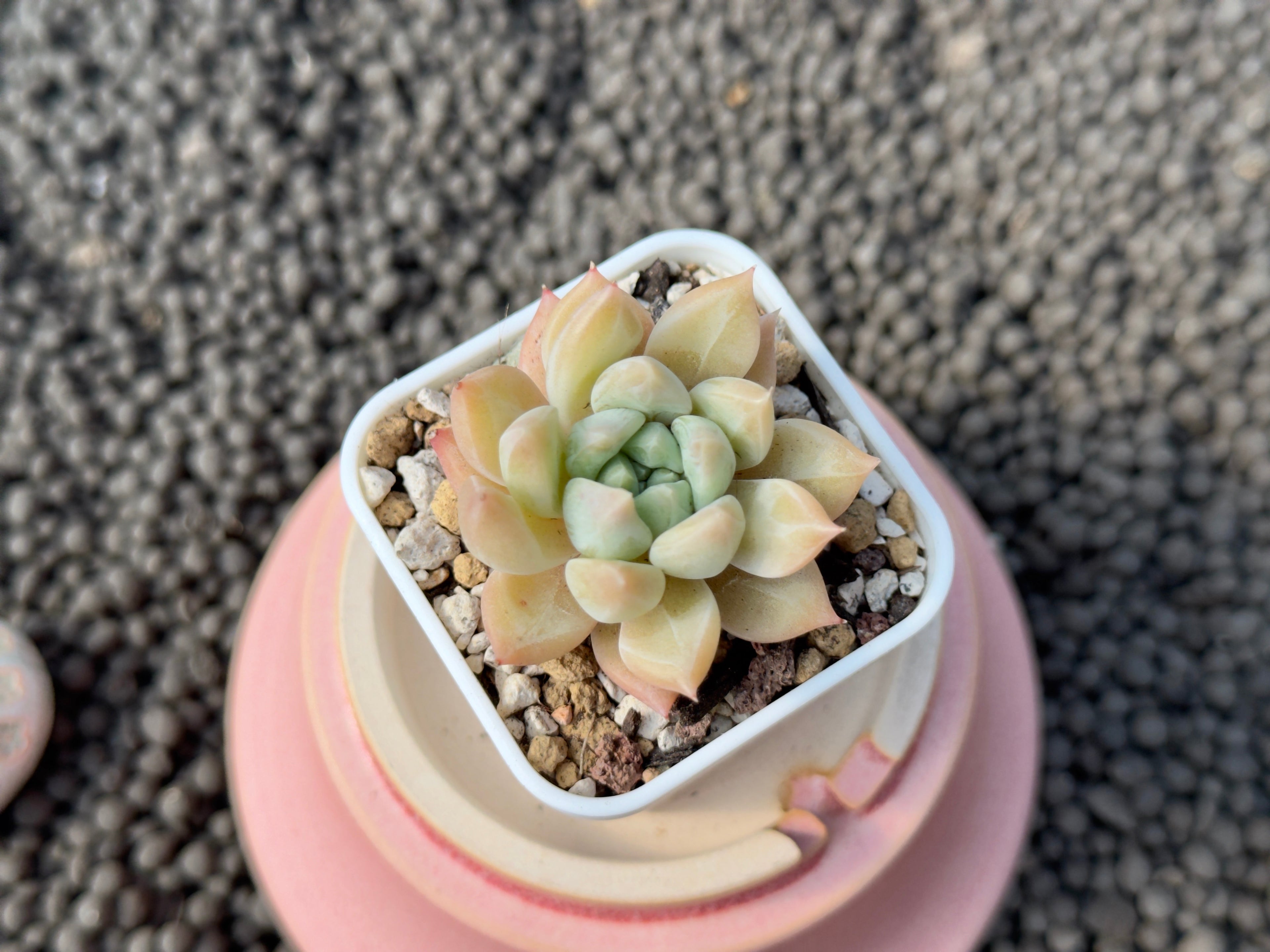 Echeveria Chedi Korean Succulent Plant