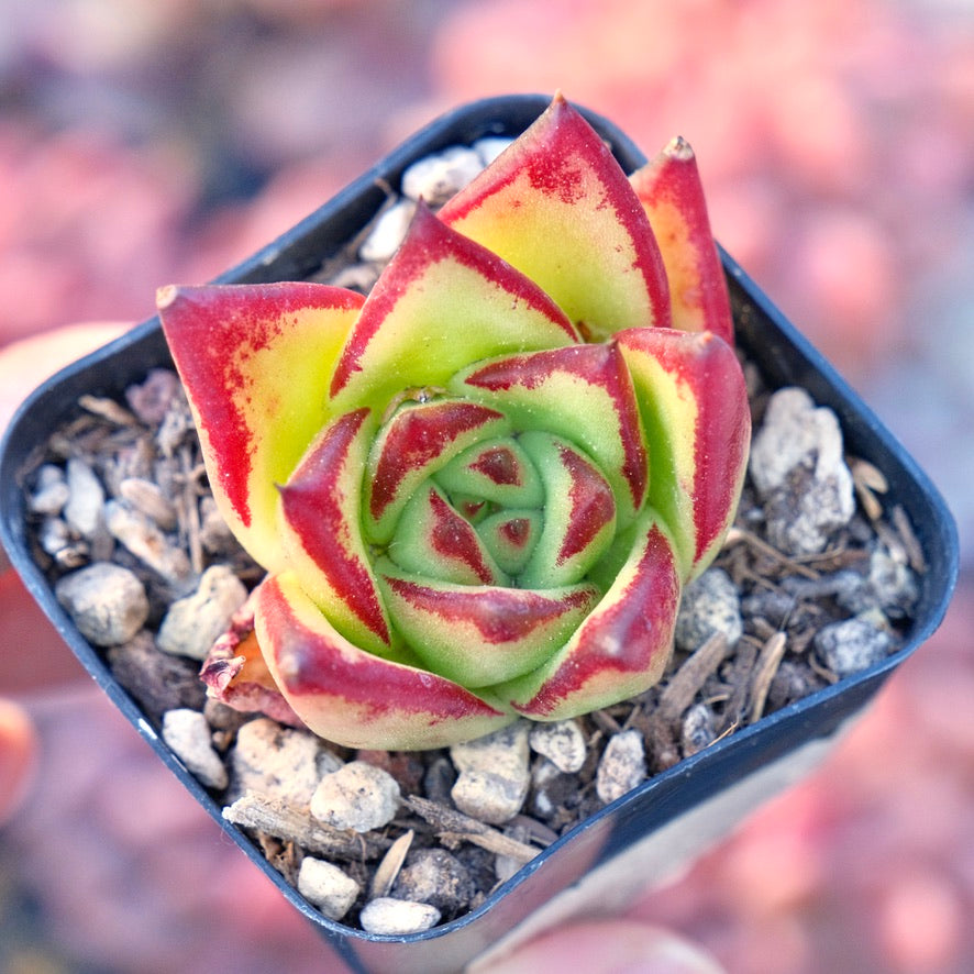 Echeveria agavoides Lipstick Succulent Plant