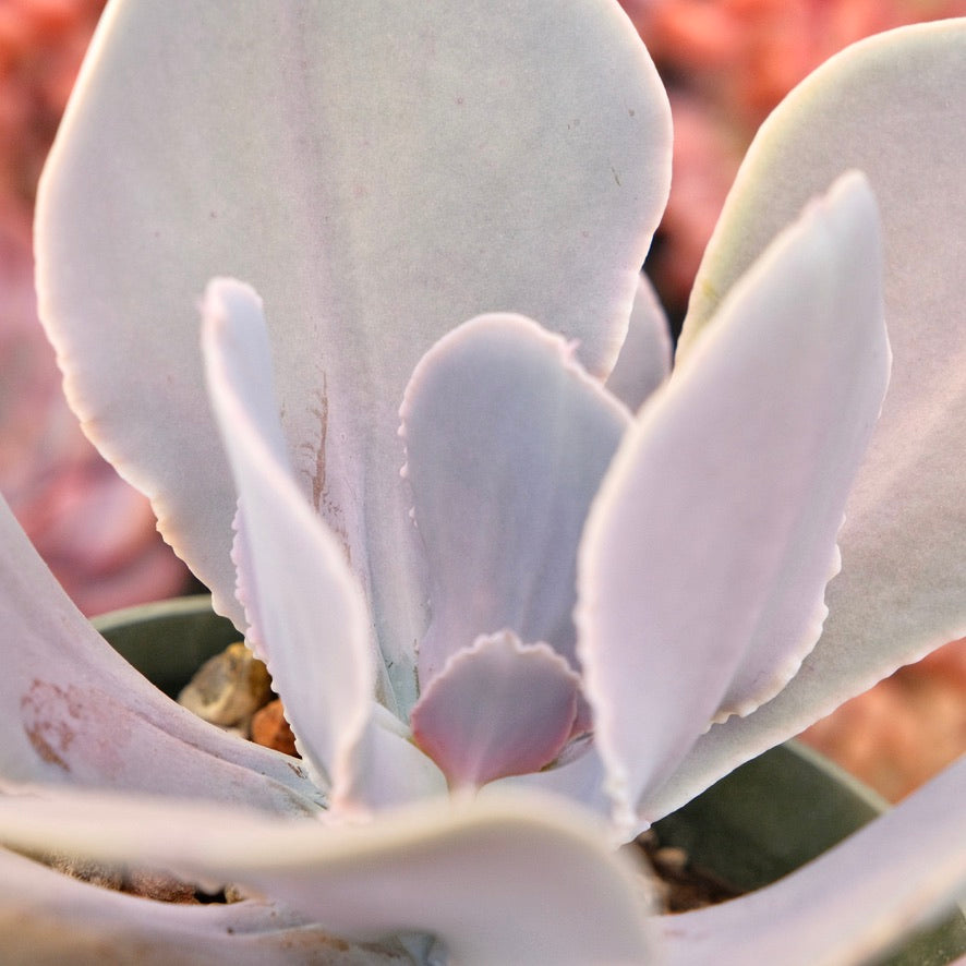 Echeveria Magnifica Succulent Plant