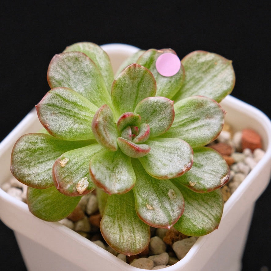 Variegated Echeveria Chris Boney Korean Succulent Plant