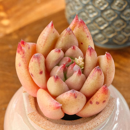 Echeveria Gumiho Korean Succulent Plant Mam and Sister hybrid