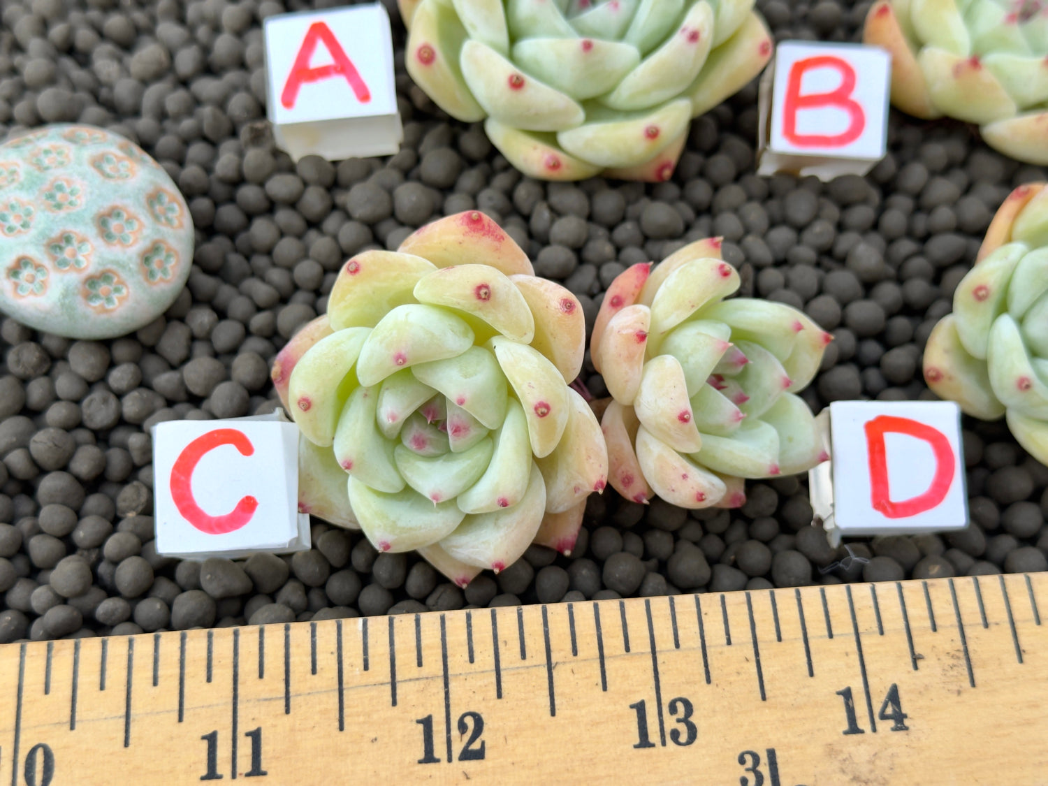 Echeveria Karla Korean Succulent Plant