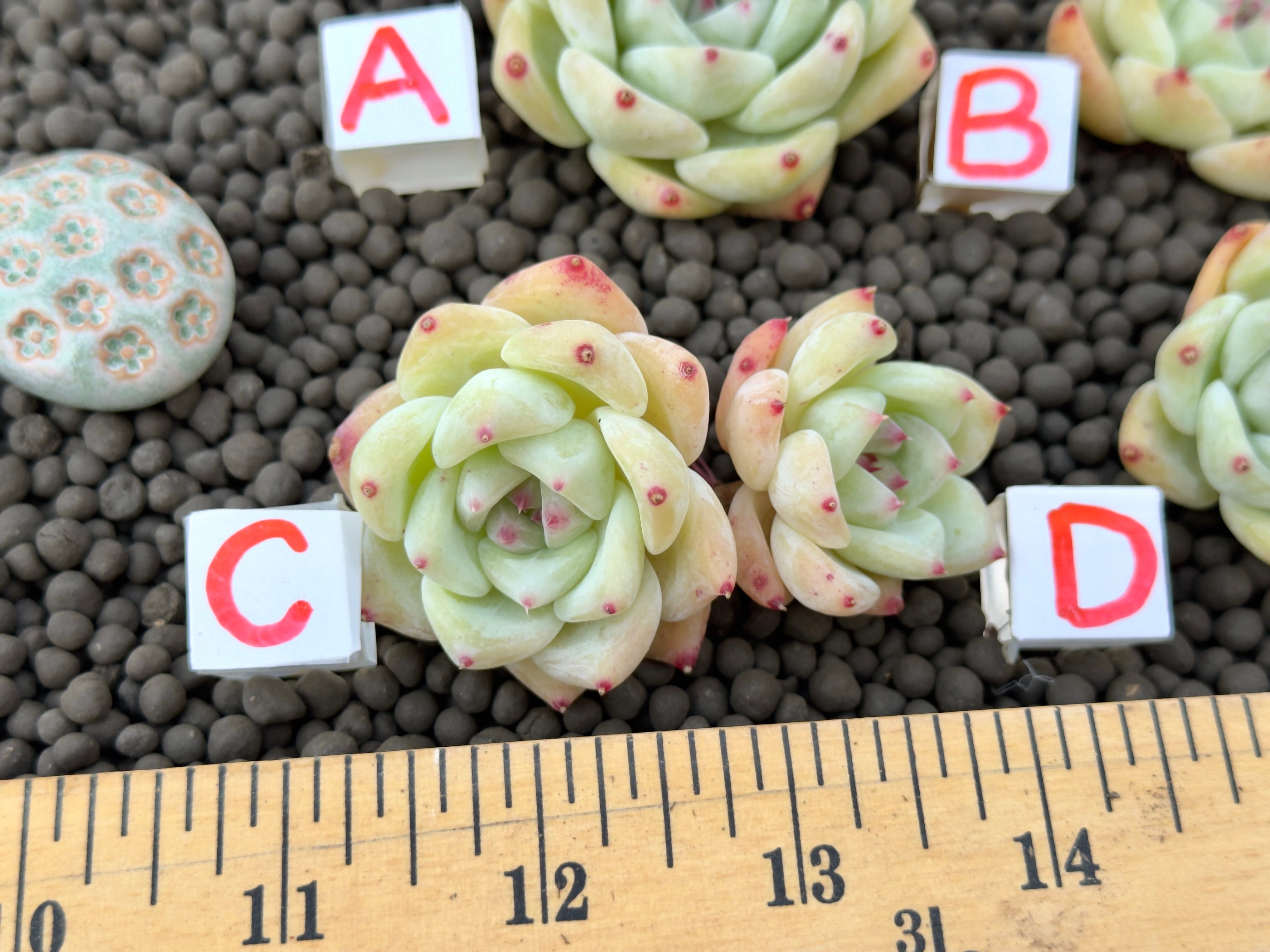 Echeveria Karla Korean Succulent Plant