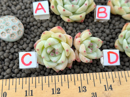 Echeveria Karla Korean Succulent Plant