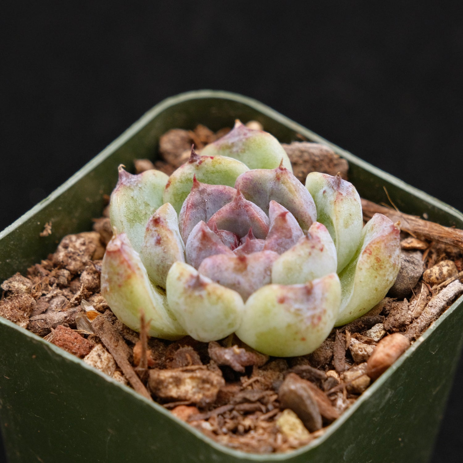 Echeveria Black Derebergii Korean Succulent Plant