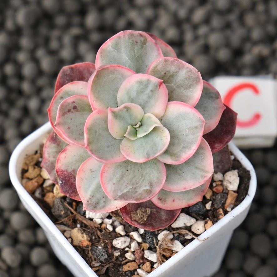 Variegated Echeveria Suyon Korean Succulent Plant