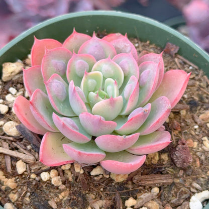 Echeveria Raindrops Succulent Plant