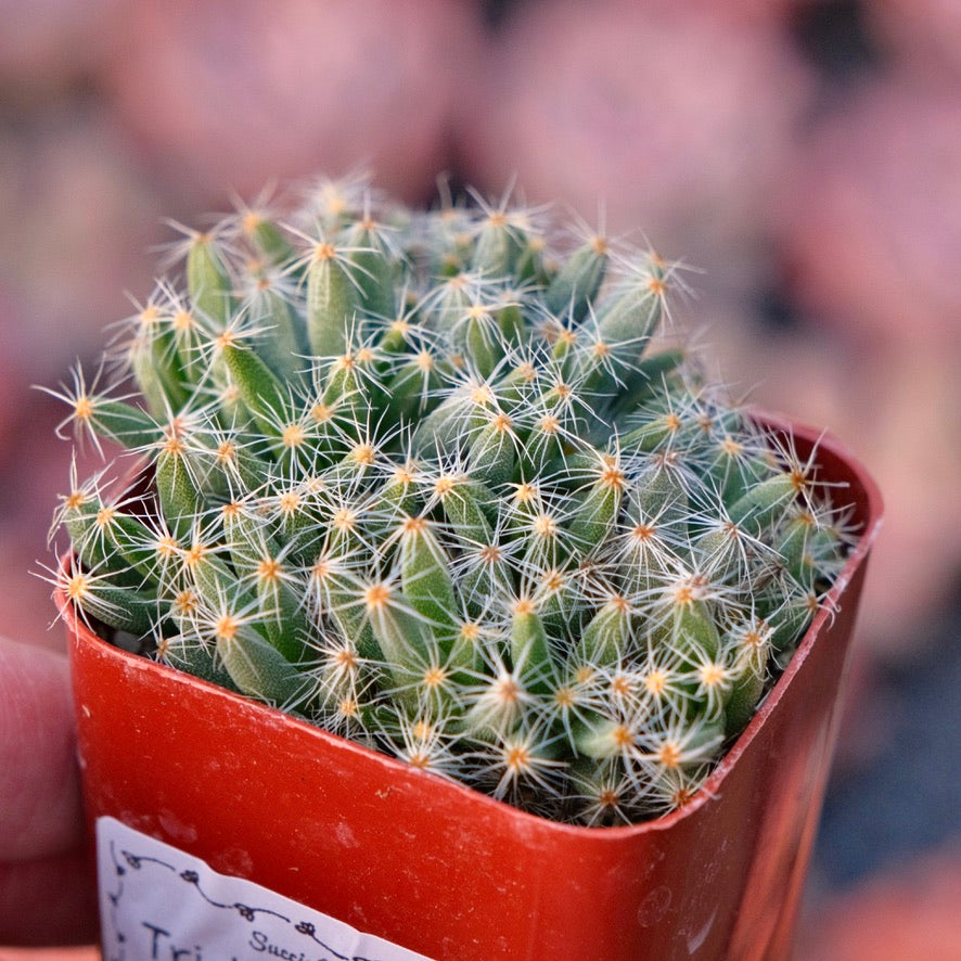Trichodiadema densum Mini Desert Rose Succulent Plant