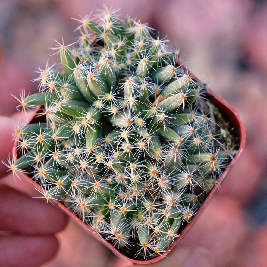 Trichodiadema densum Mini Desert Rose Succulent Plant