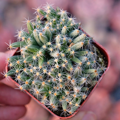 Trichodiadema densum Mini Desert Rose Succulent Plant