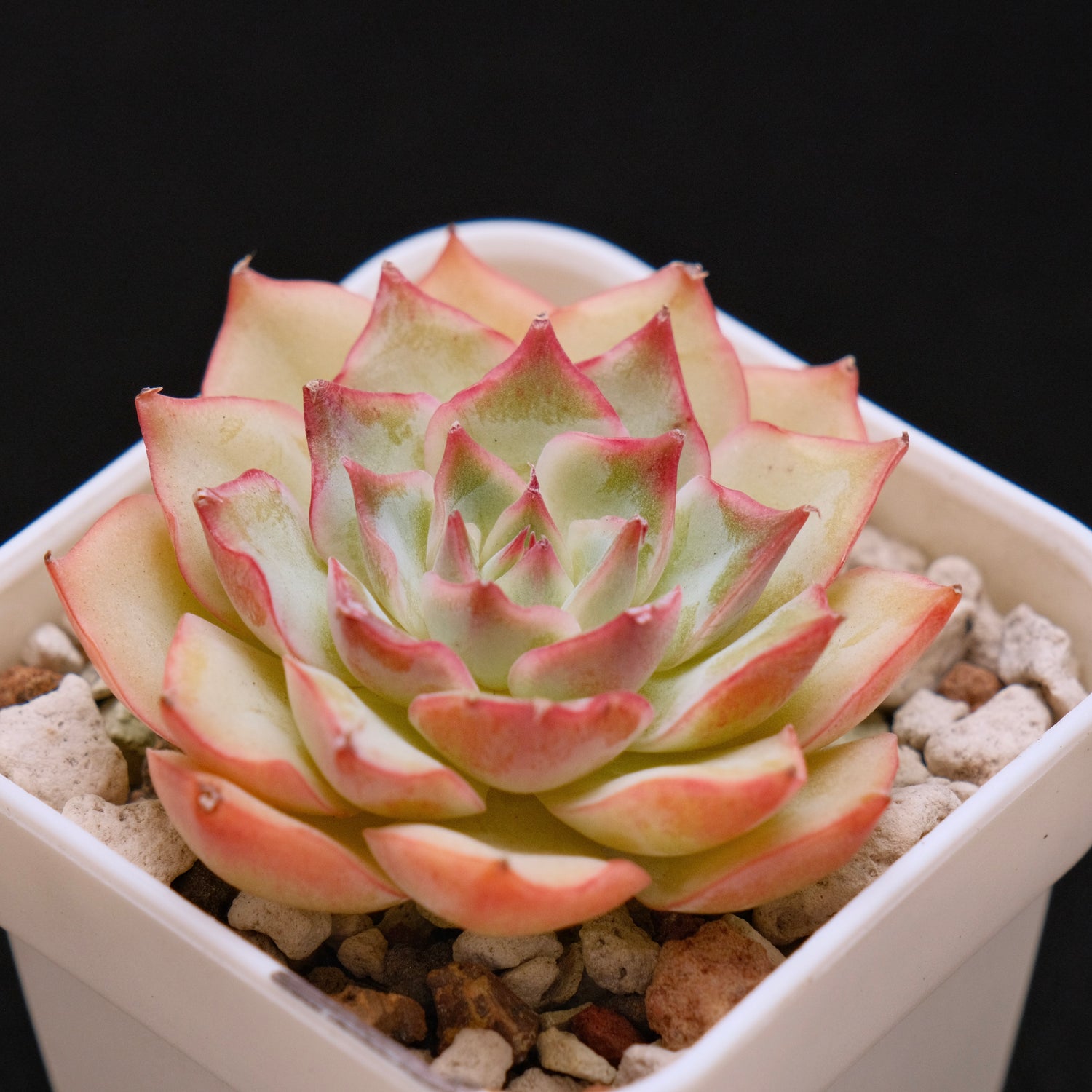 Echeveria Pink Tips Korean Succulent Plant
