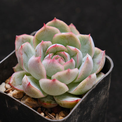 Echeveria Purple Ice Korean Succulent Plant