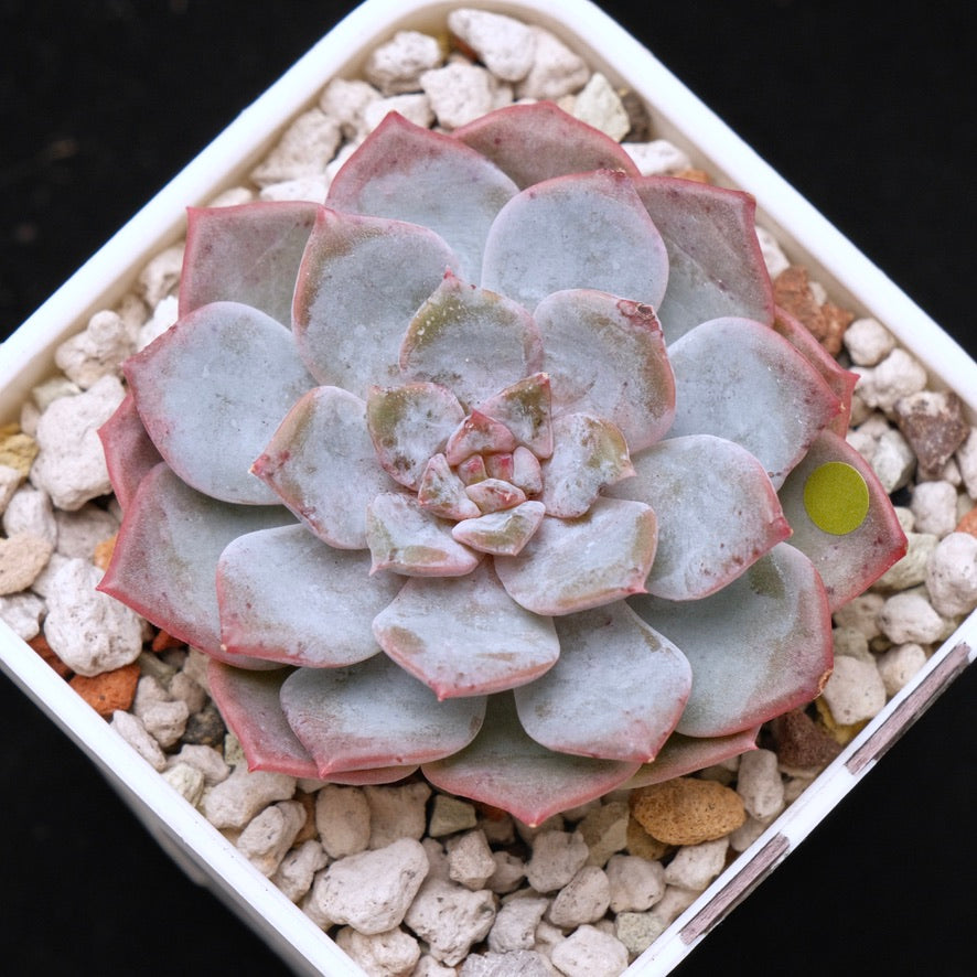 Echeveria Blossoming