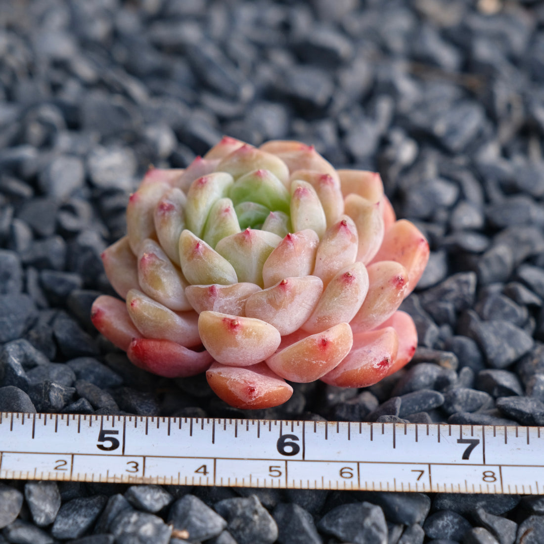 Mystery Hybrid Imported Succulent Plant