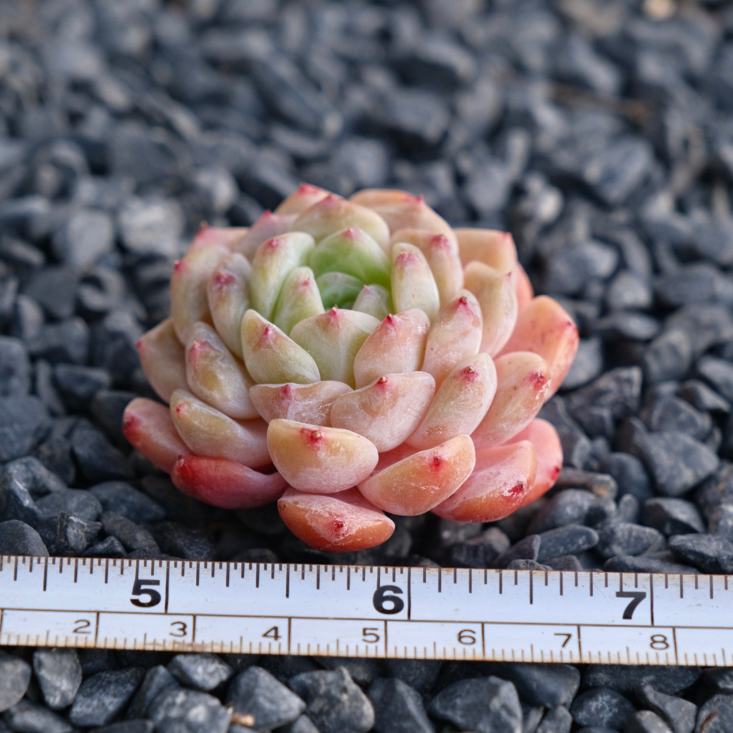 Mystery Hybrid Imported Succulent Plant