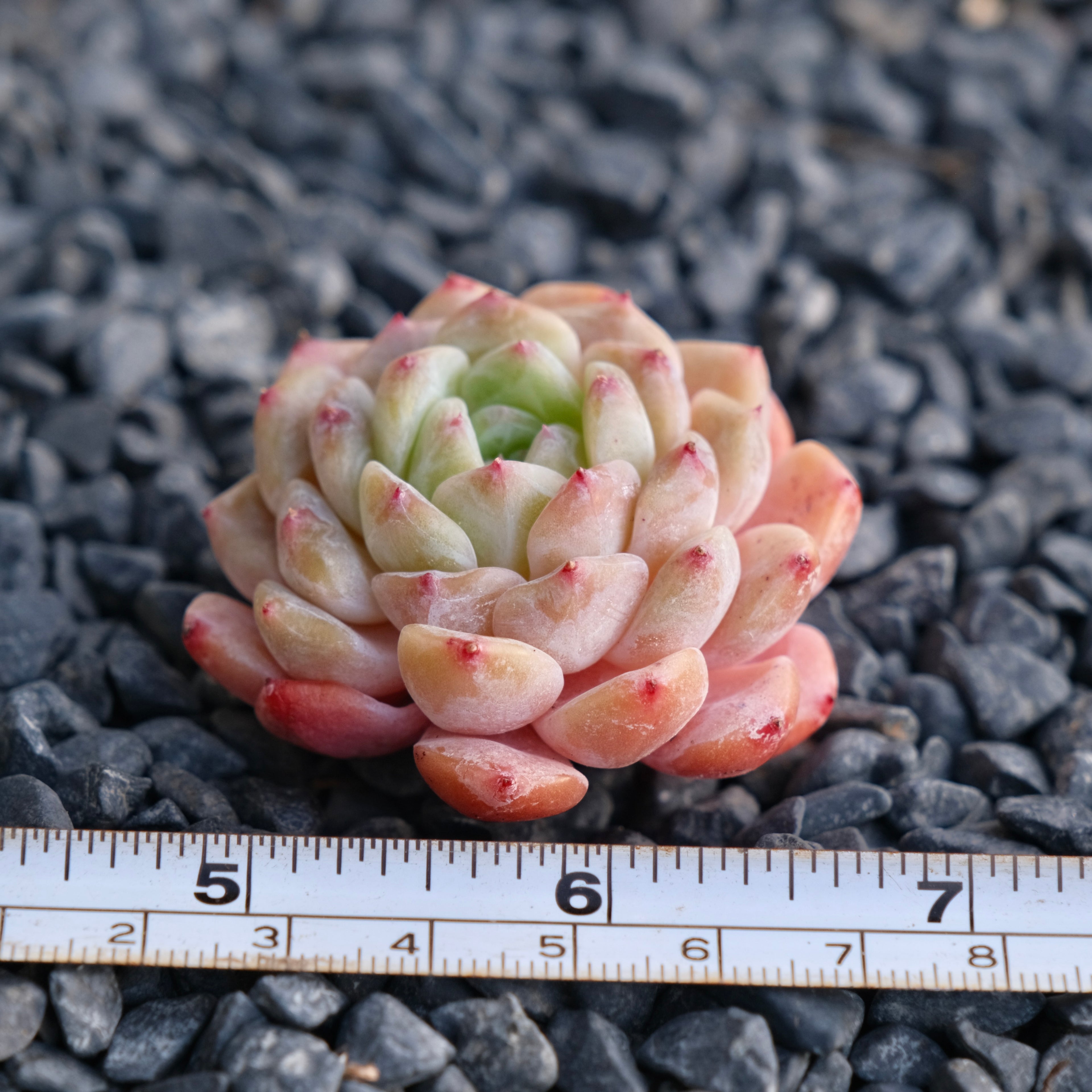 Mystery Hybrid Imported Succulent Plant