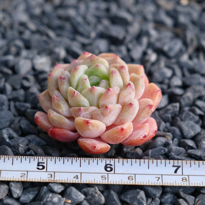 Mystery Hybrid Imported Succulent Plant