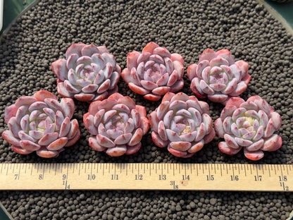 Echeveria Blood Orange Imported Succulent Plant