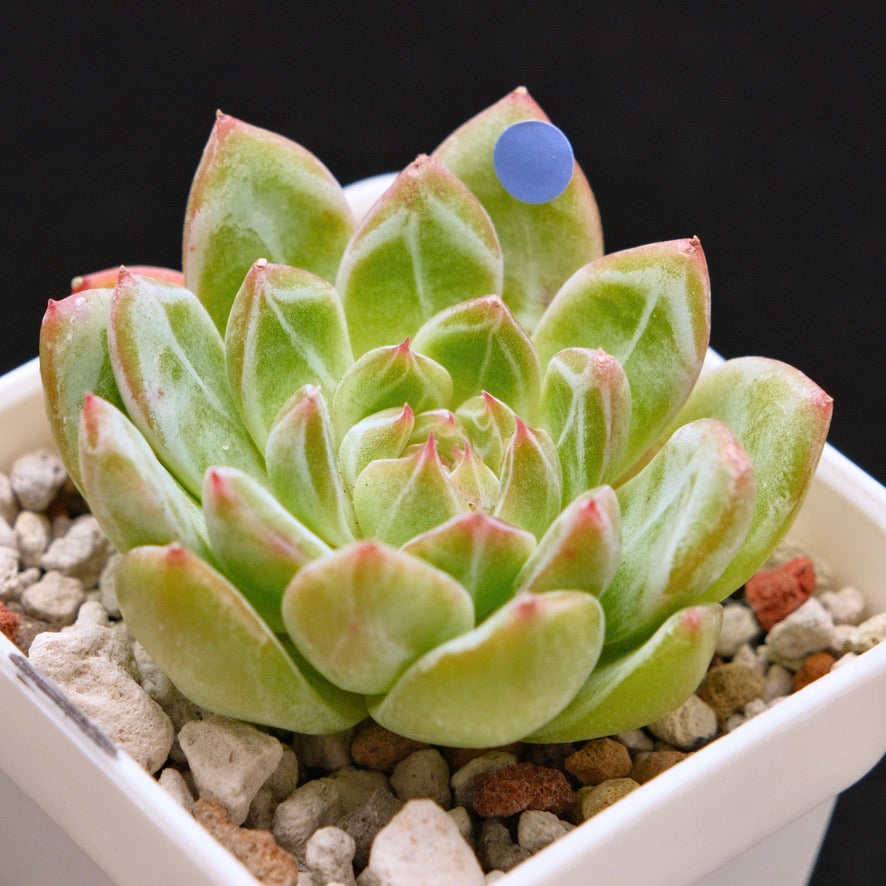 Echeveria Snowflake Jelly Korean Succulent Plant *Rare*