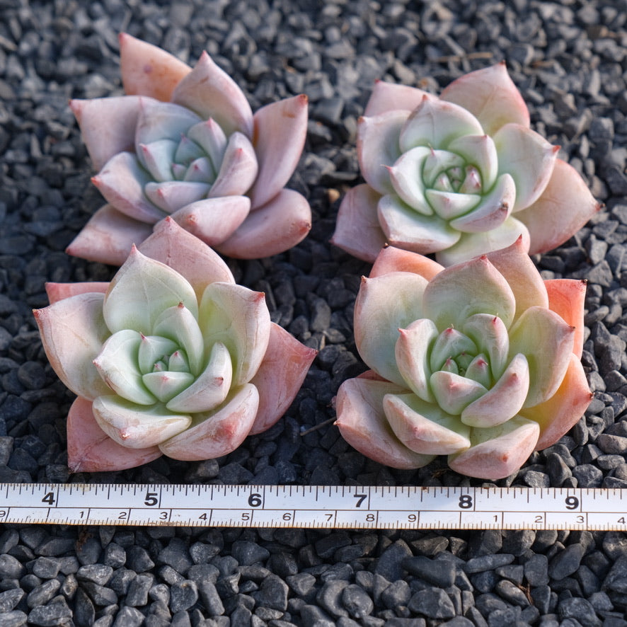 Echeveria Ice Muscle Korean Succulent Plant