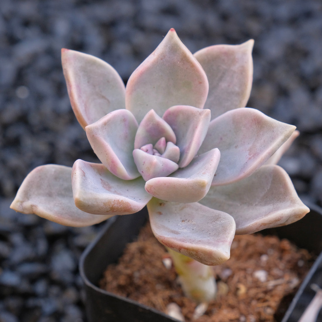 Graptopetalu Paraguayense Locally Grown Succulent Plant