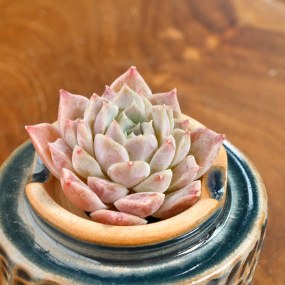 Echeveria Lilac Card Korean Succulent Plant Changhee hybrid