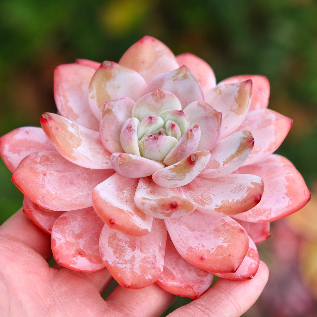 Echeveria Monroe Korean Succulent Plant