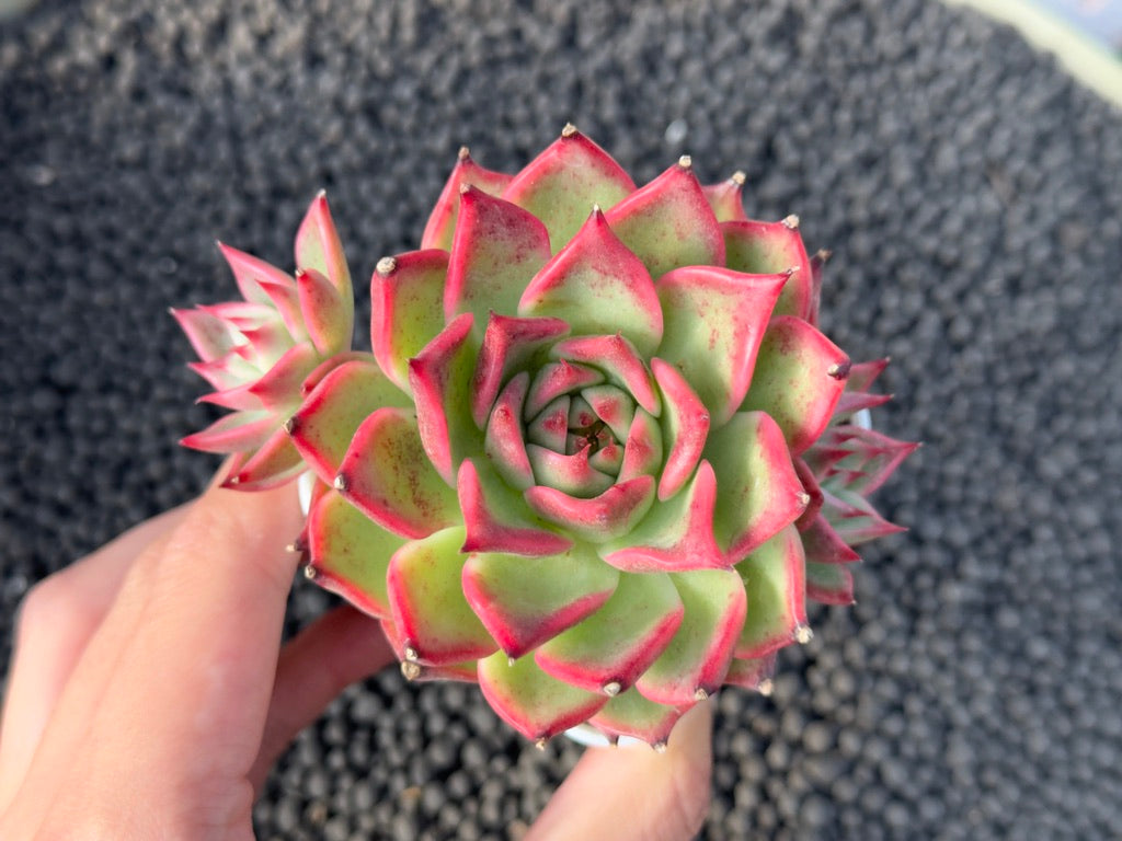 Echeveria Red Lance Korean Succulent Plant Hwaga Hybrid