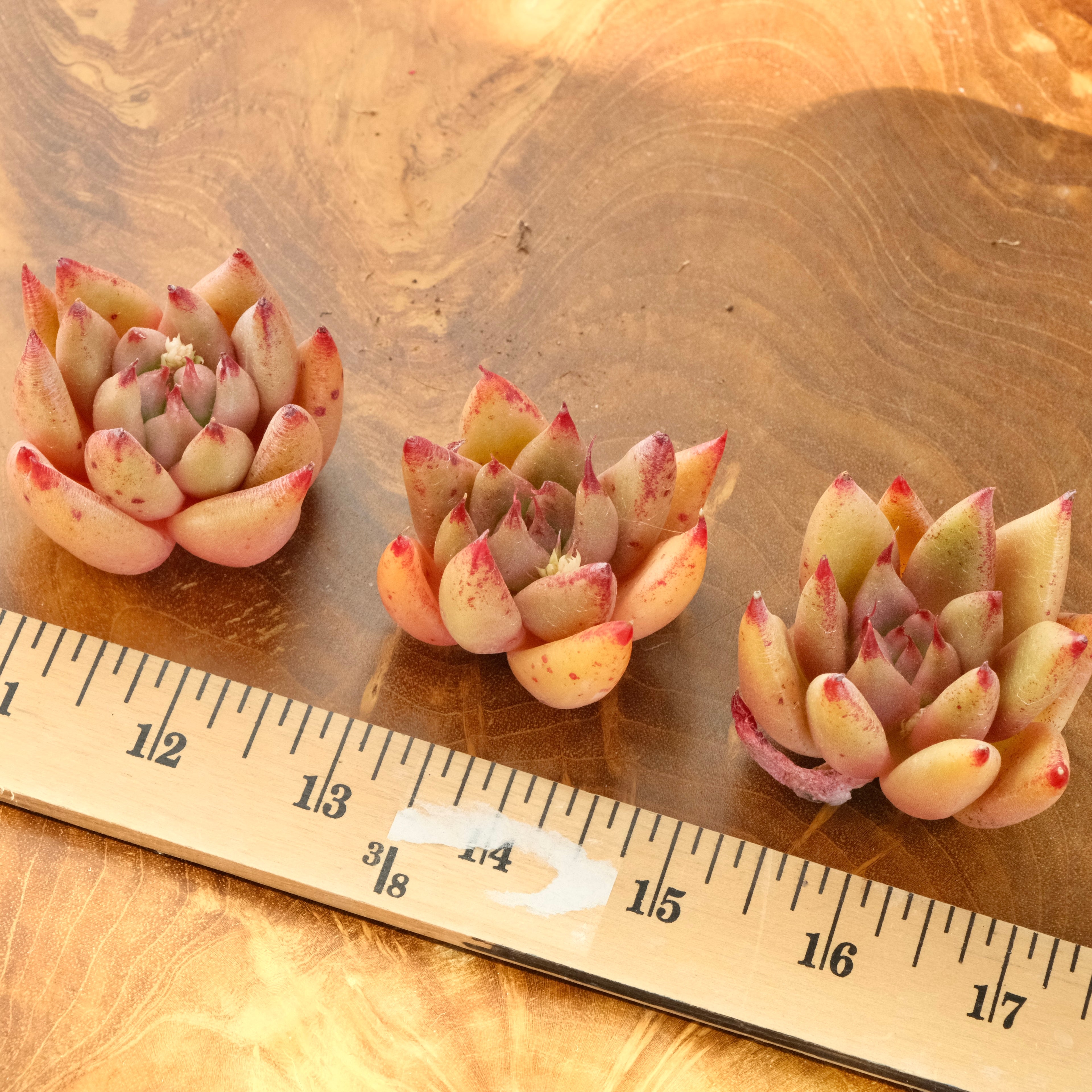 Echeveria Gumiho Korean Succulent Plant Mam and Sister hybrid